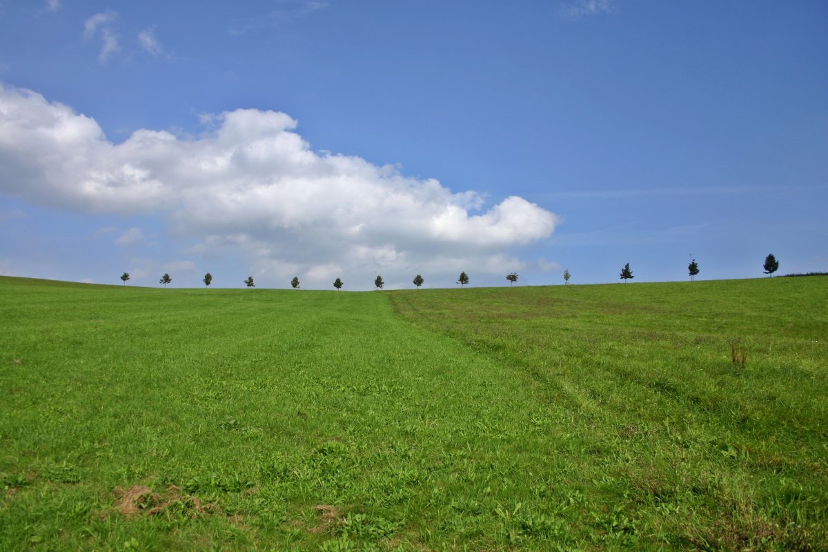 Pictures of grassland under blue sky