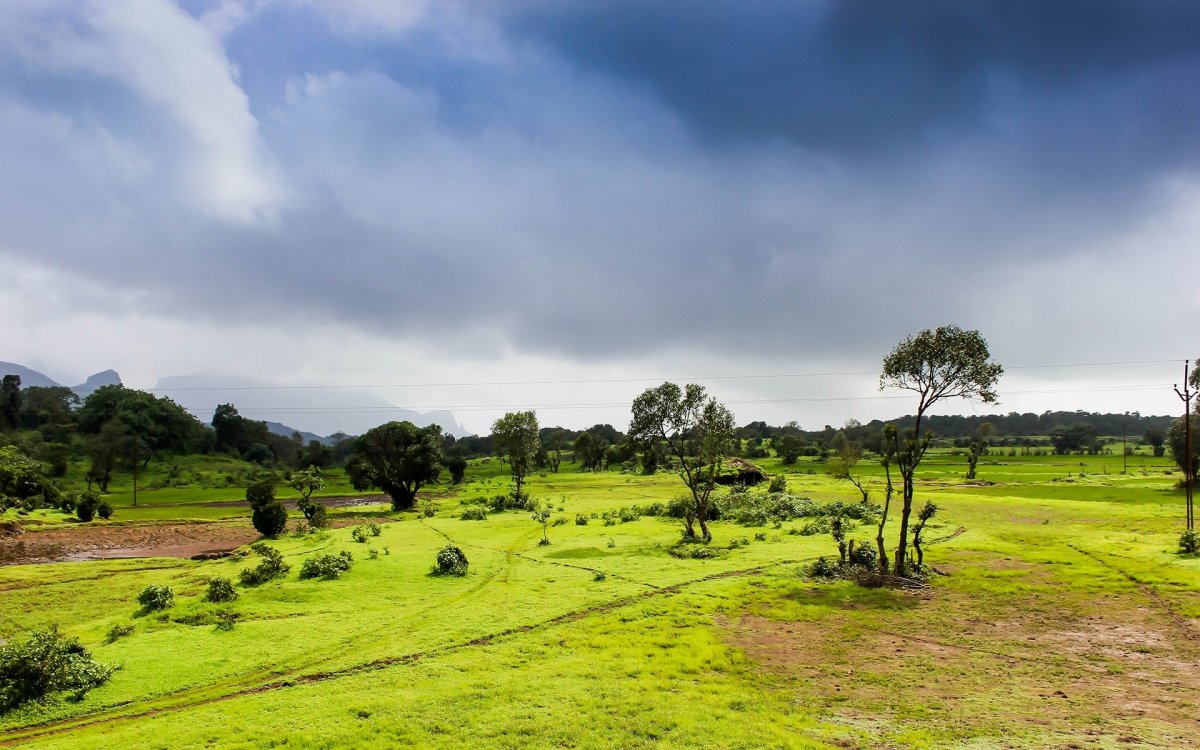 Pictures of green grassland scenery after rain