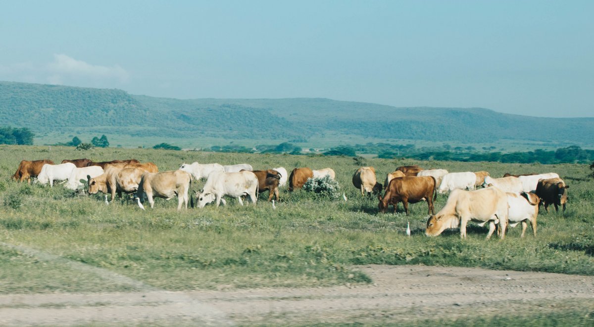 Landscape picture of cattle on grassland