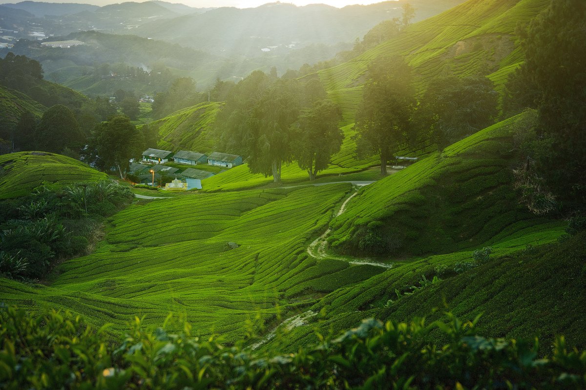 Morning green grassland scenery picture