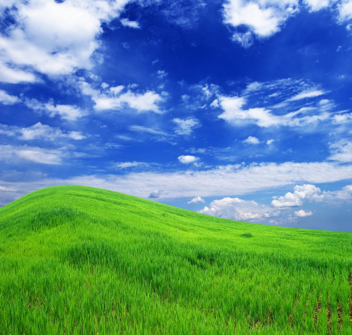 grass sky scenery picture