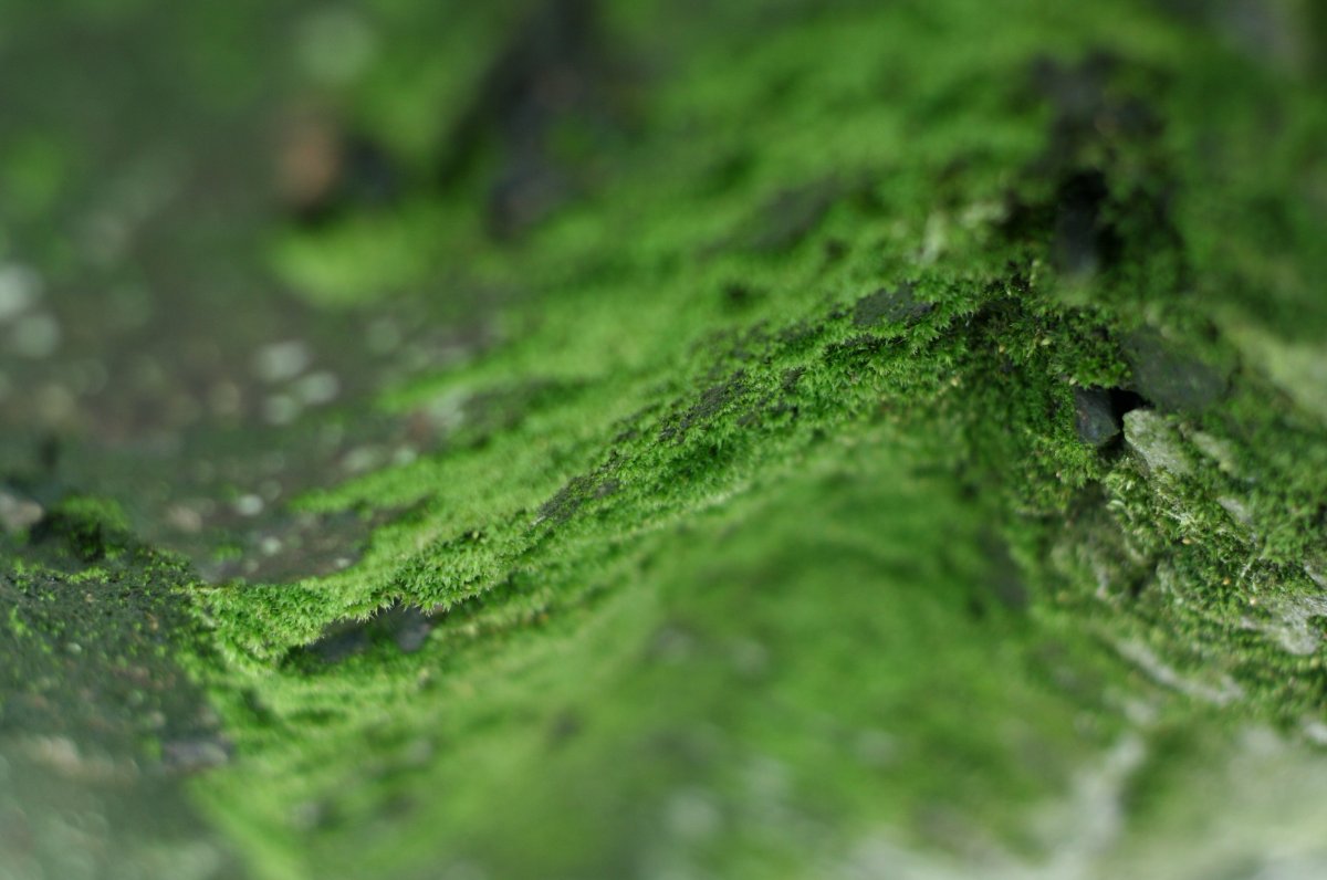 green moss pictures