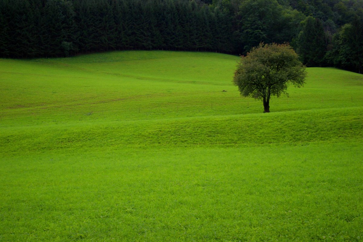Green trees and grass pictures
