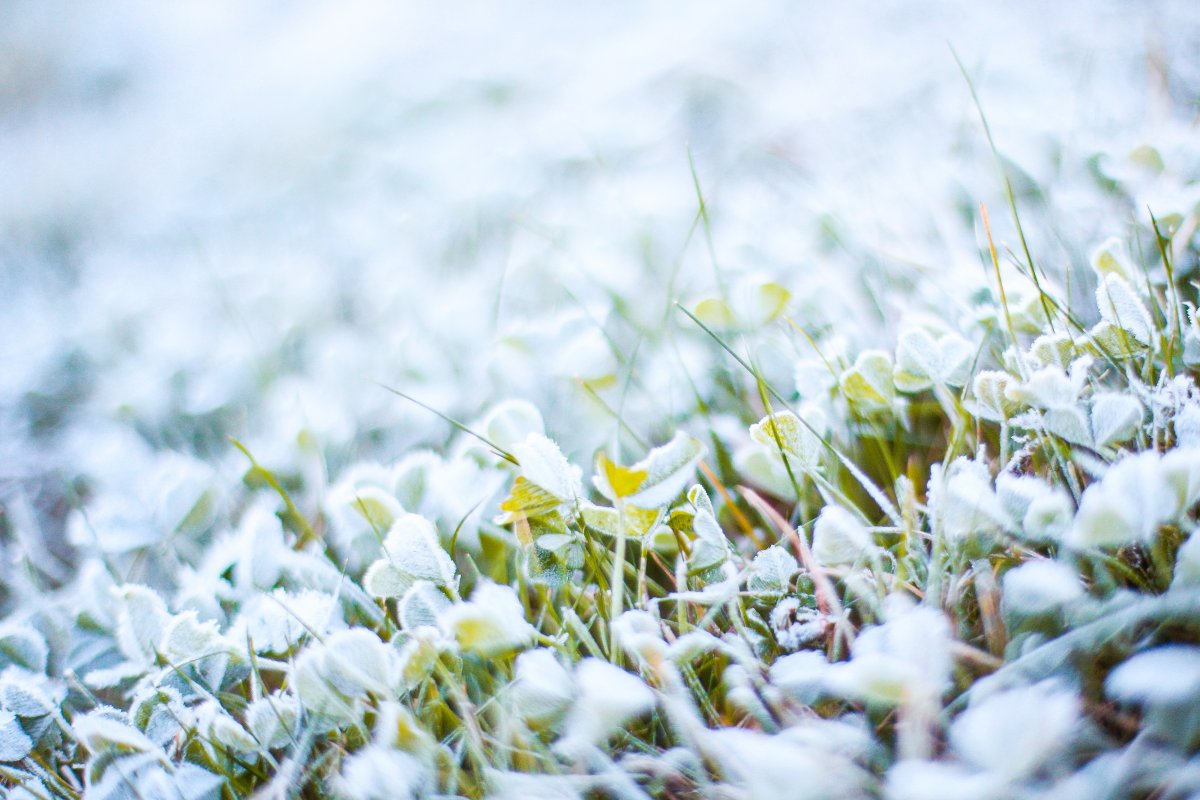Frost and Snow Grass Pictures