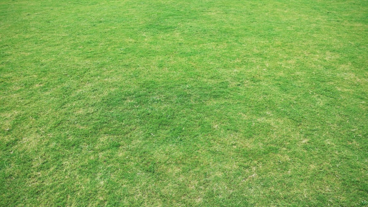 Green grass picture background
