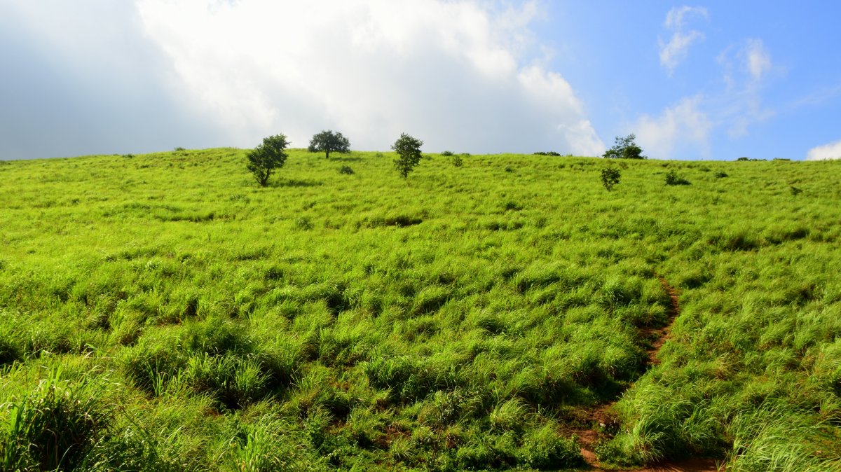 Pictures of green grassland under blue sky