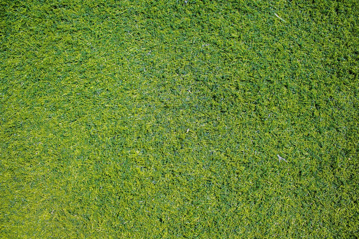 green lawn pictures