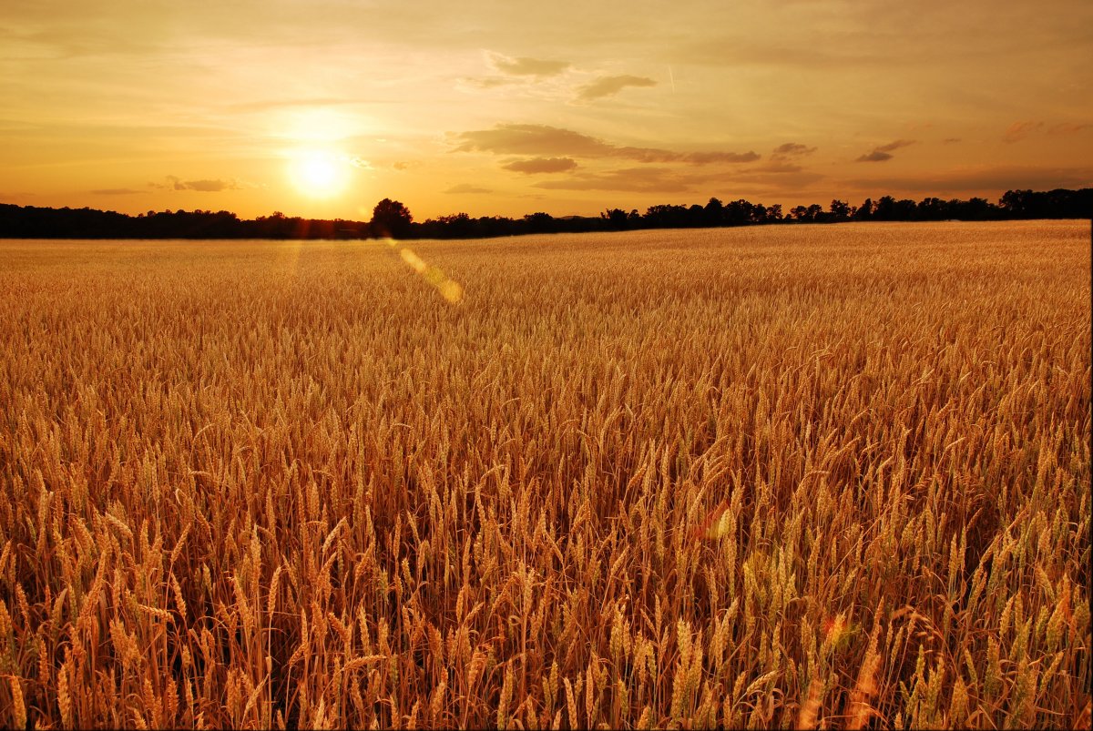 Wheat field pictures at dusk