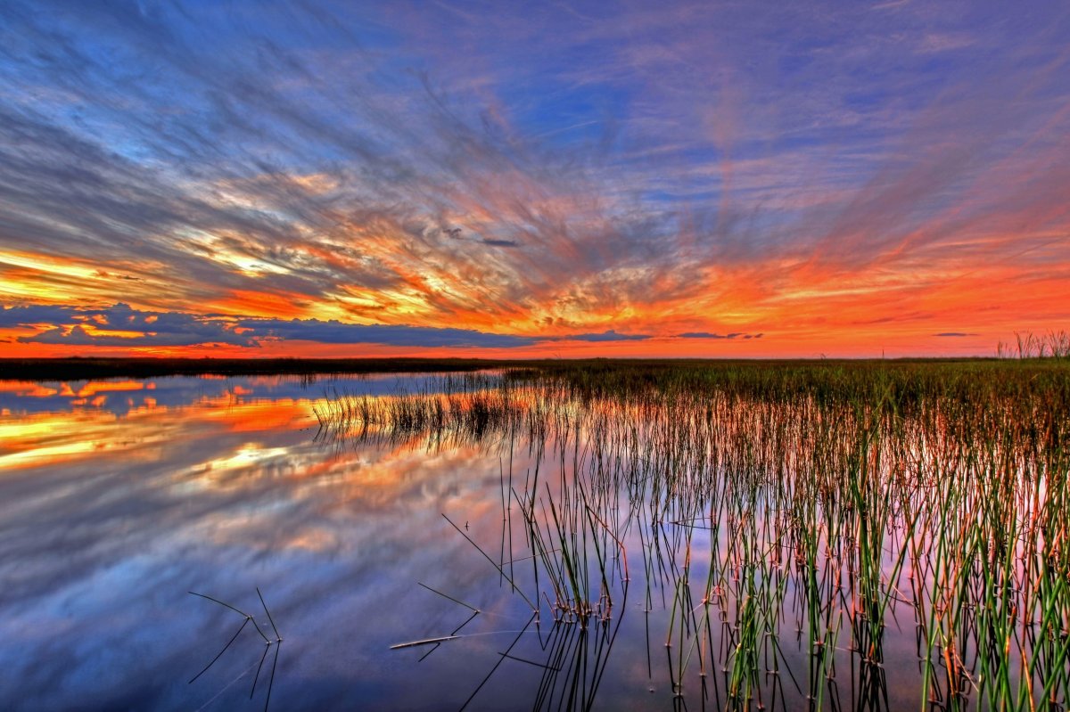 swamp sunset pictures