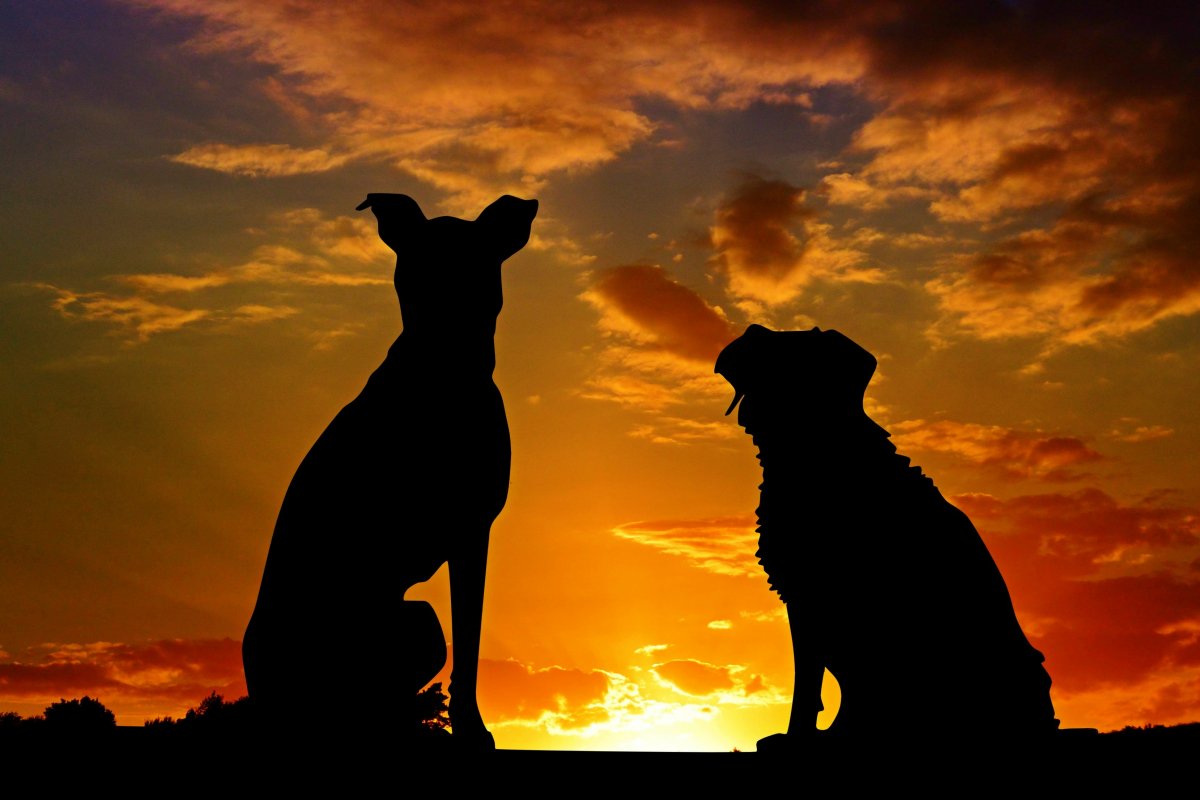 Dog silhouette picture at dusk