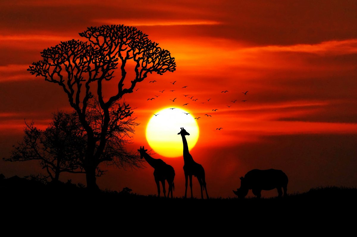 Giraffe silhouette picture at dusk