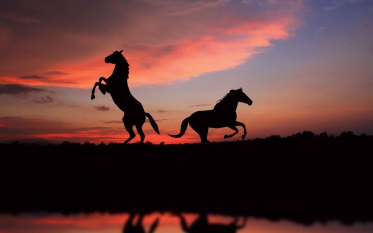 Horse silhouette picture at dusk