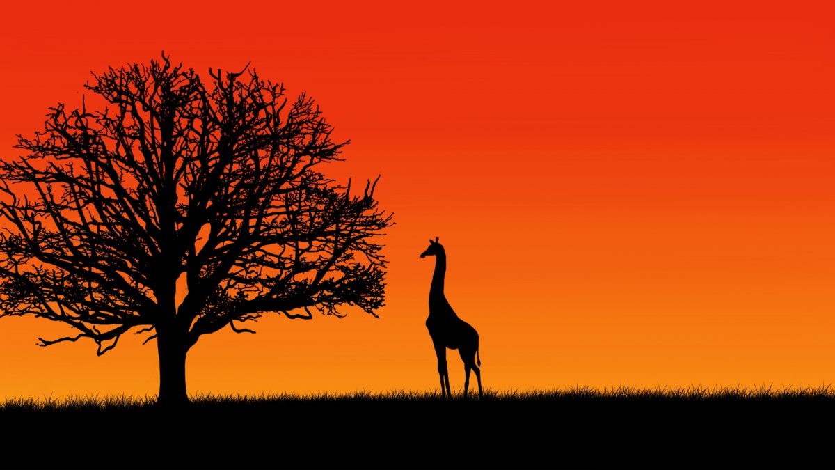 Giraffe silhouette picture in trees at dusk