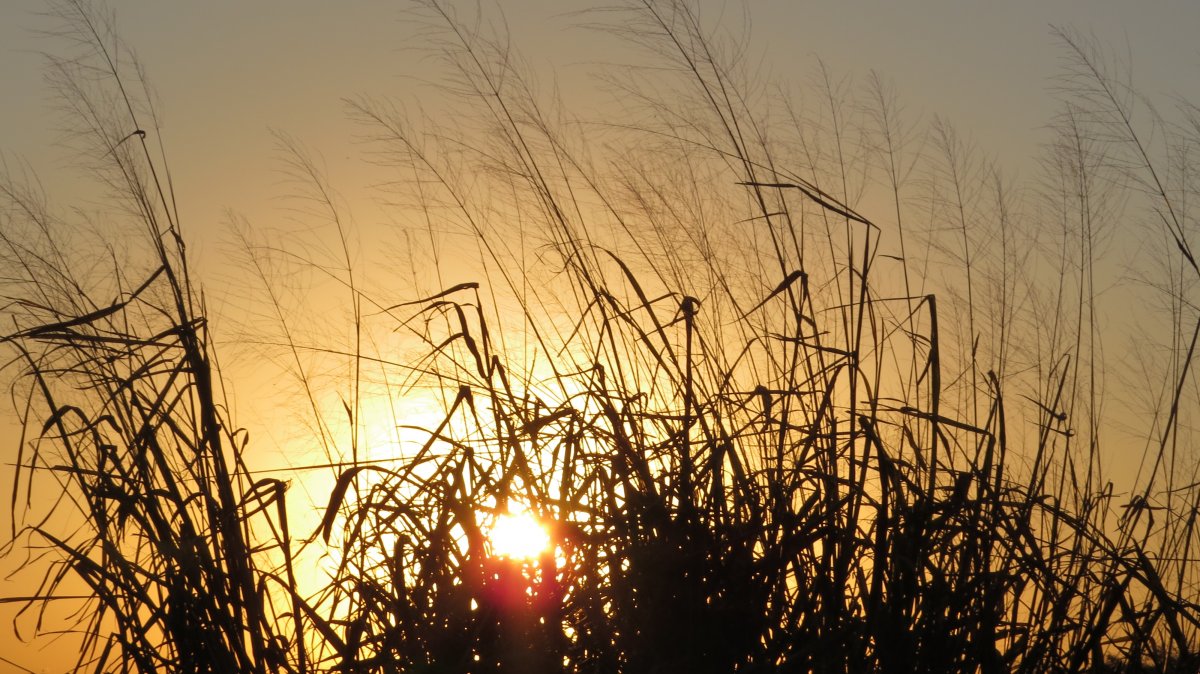 Reed grass silhouette picture at dusk