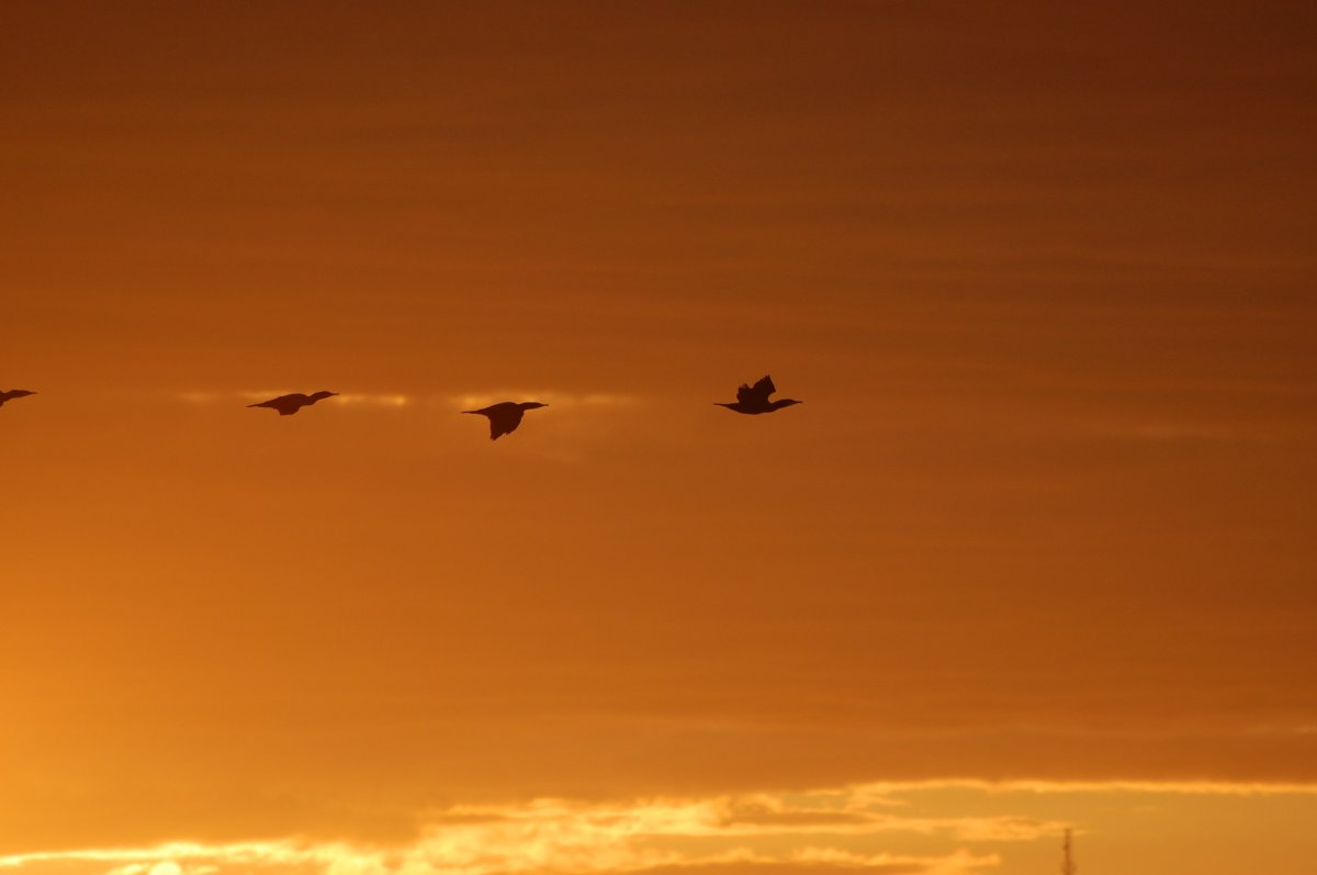 Bird silhouette picture in sunset sky
