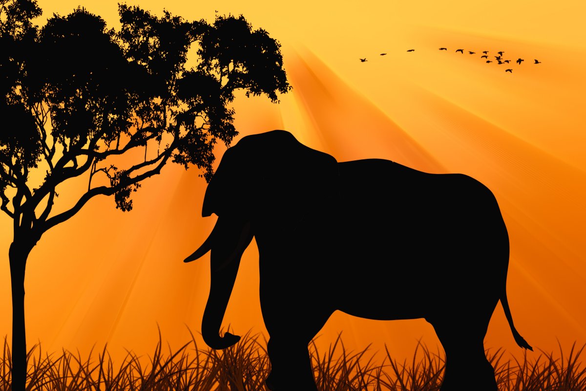 Elephant silhouette picture at dusk