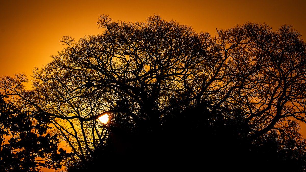 Autumn sunset tree branches silhouette picture