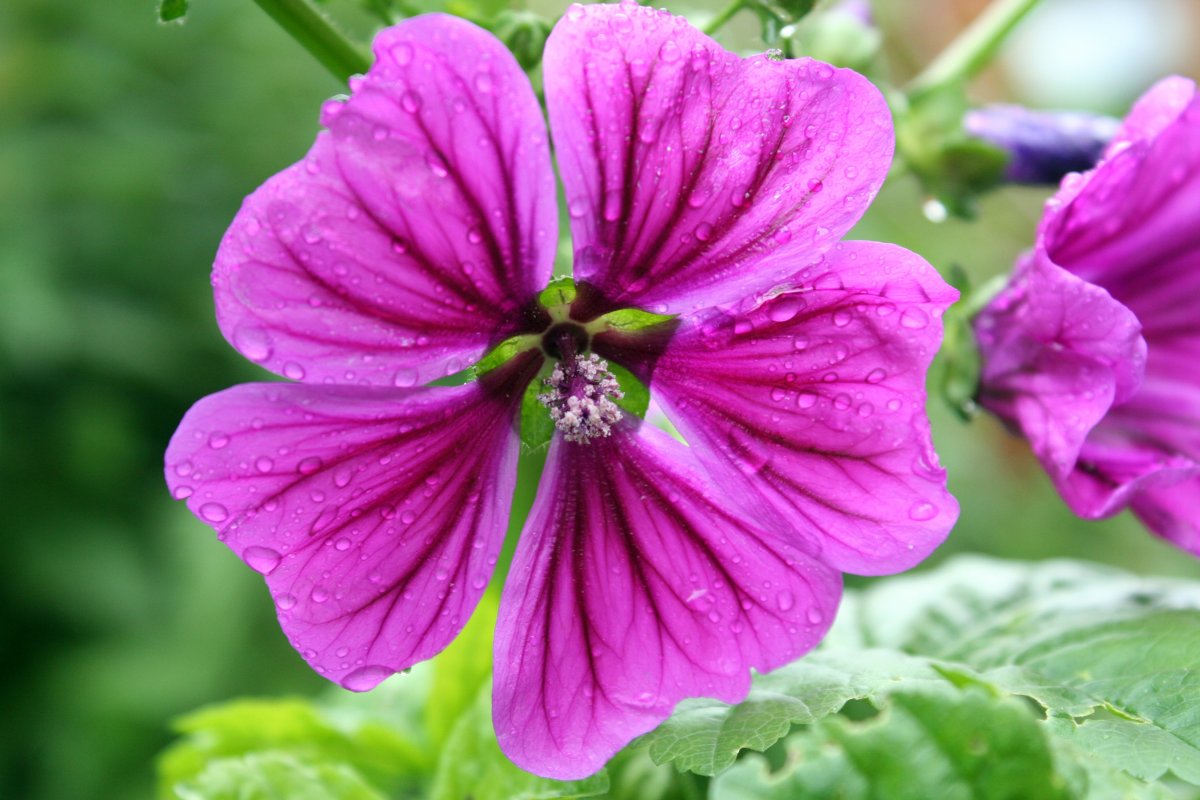 Mallow flower pictures after rain