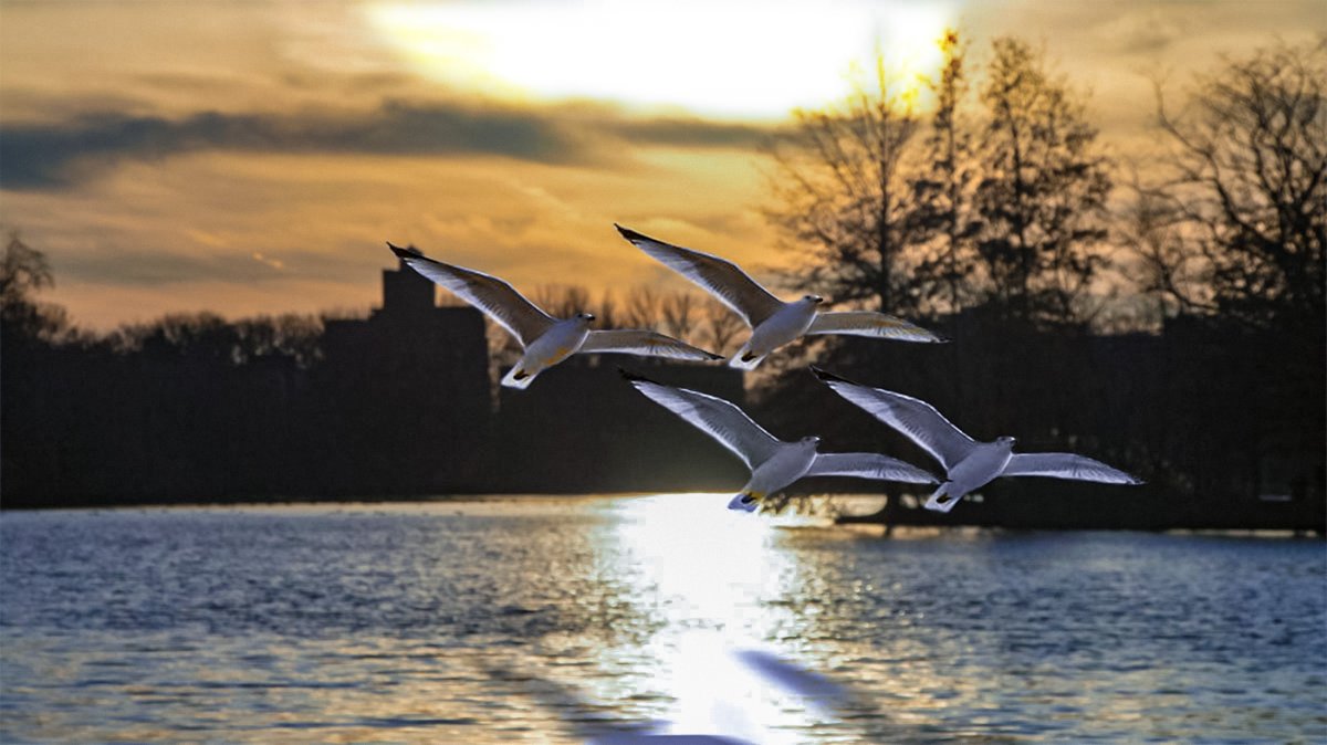 Pictures of seagulls taking off at dusk