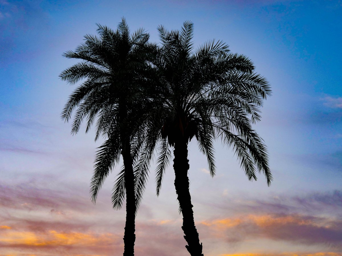 sunset palm trees pictures