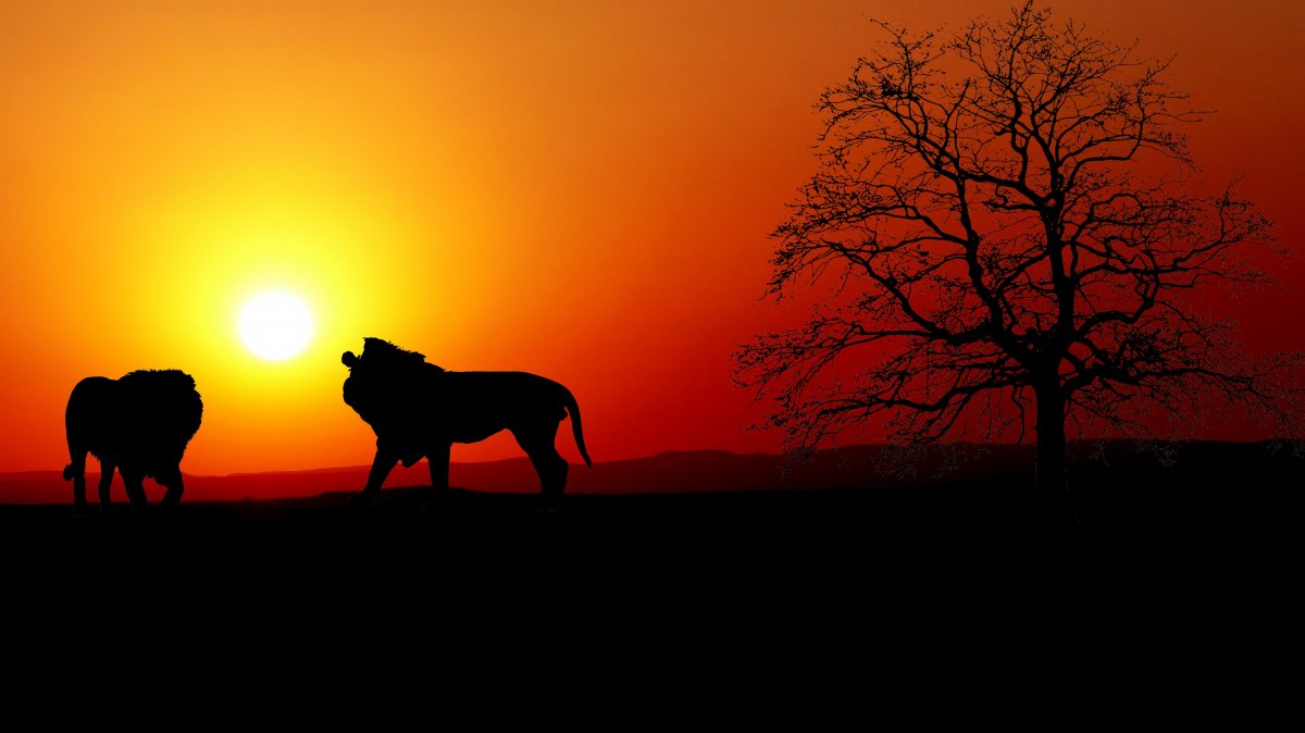 sunset lion trees silhouette picture