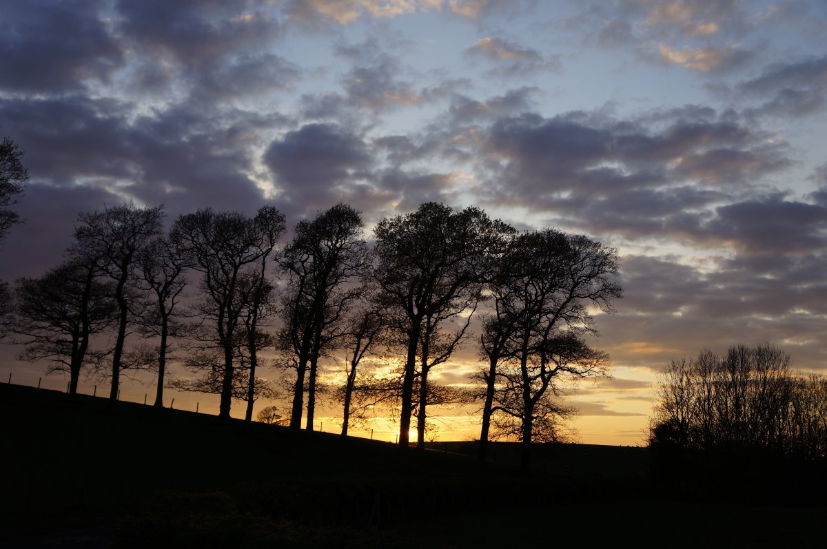 Evening sky trees silhouette picture