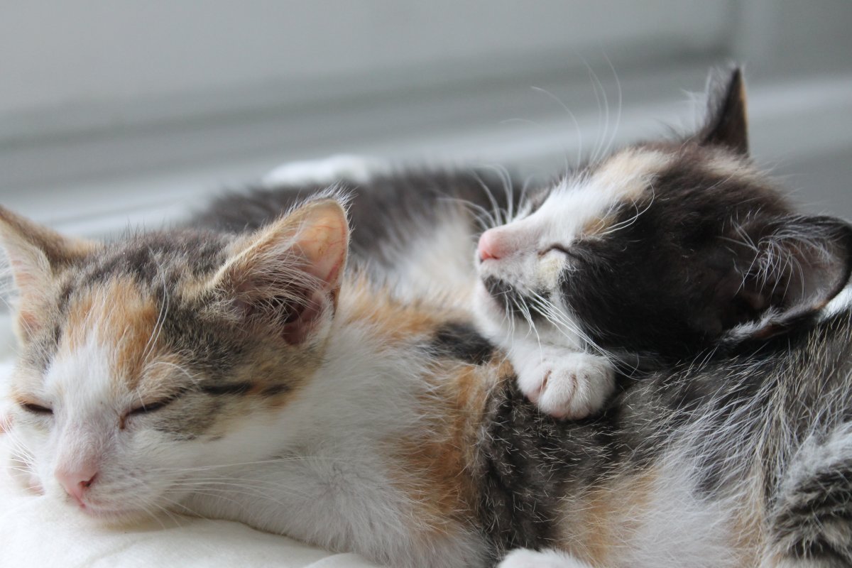 Picture of two sleeping kittens