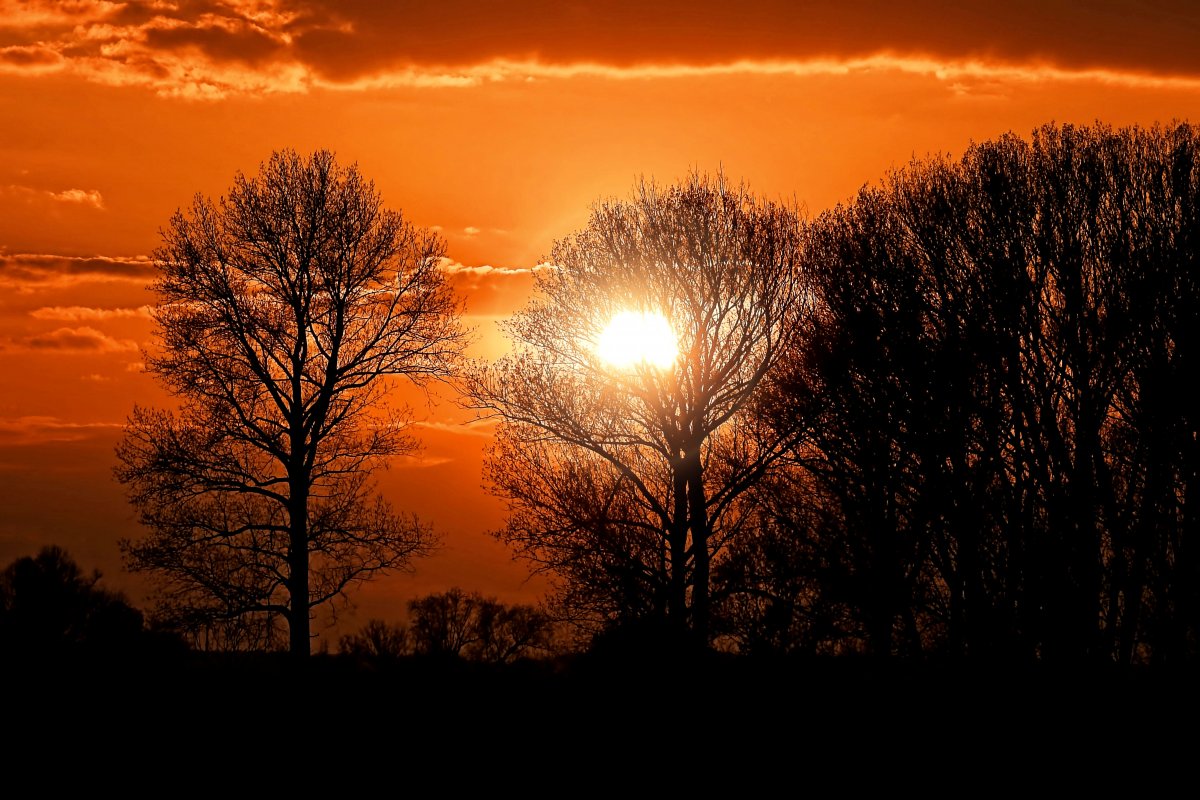 sky sunset trees silhouette picture