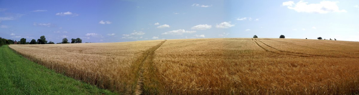 Wheat field scenery pictures