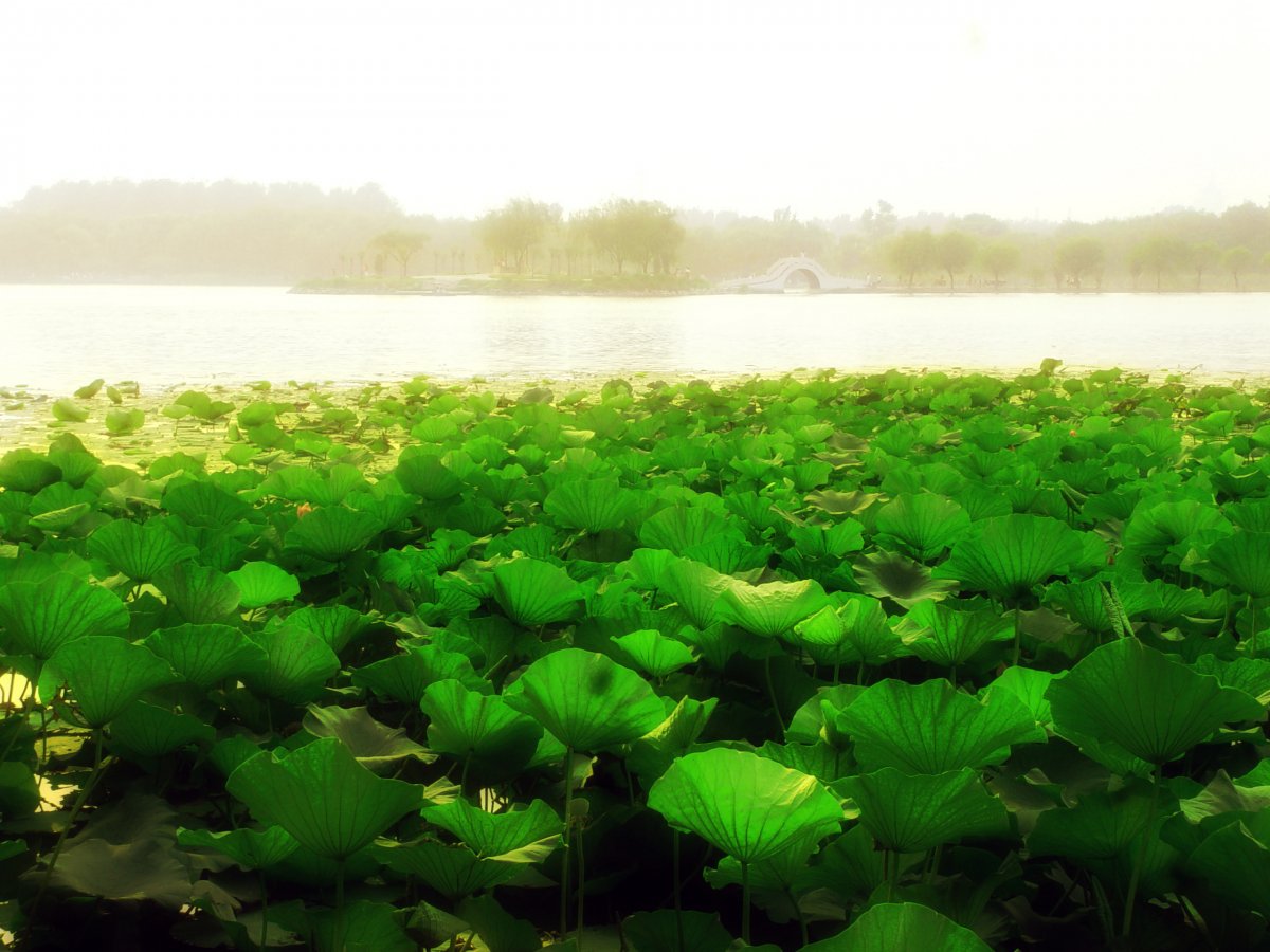 Lotus landscape pictures