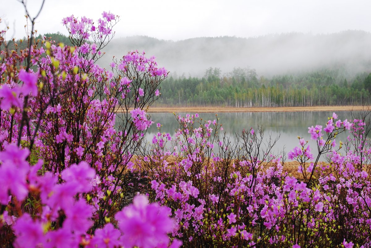 Peach Blossom Scenery Pictures