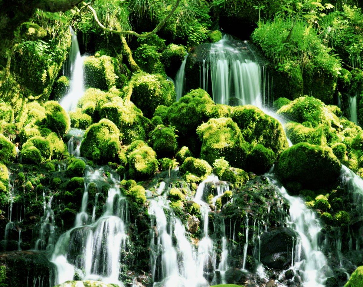 Forest waterfall pictures