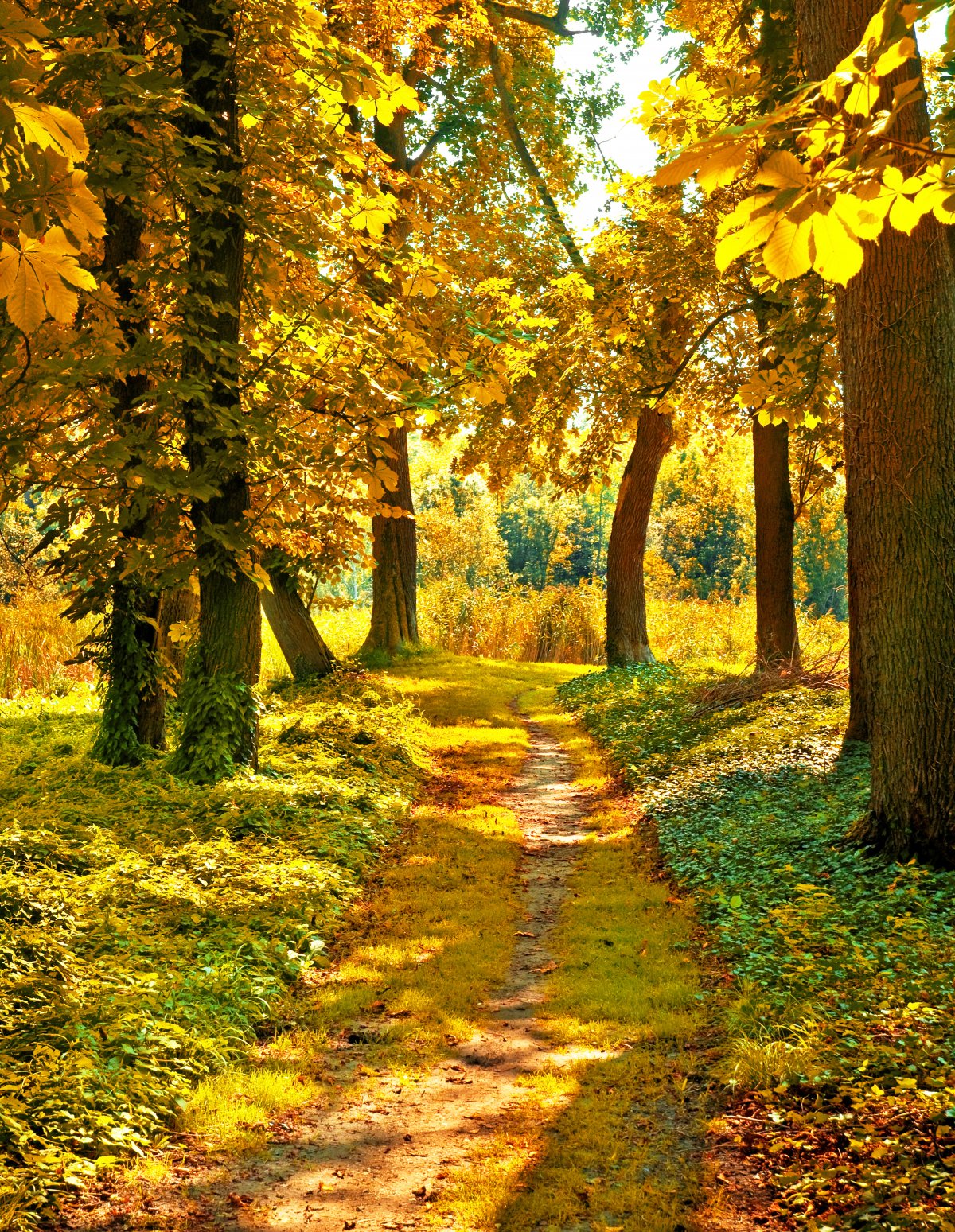 HD autumn forest pictures