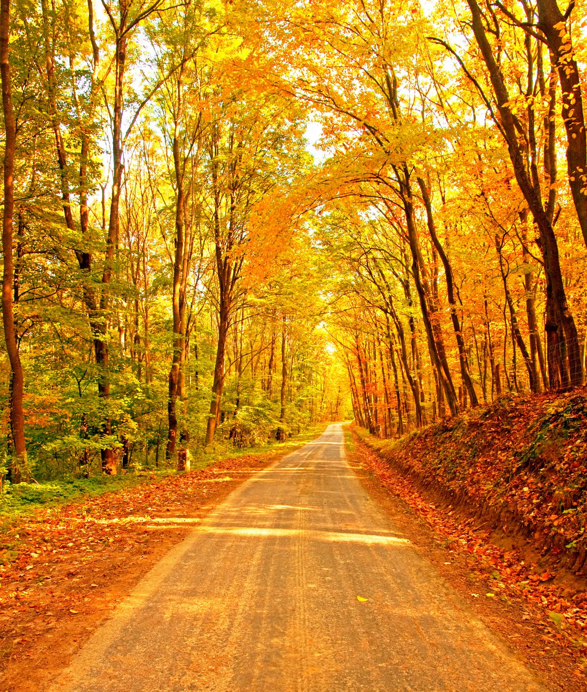Autumn maple leaf path pictures