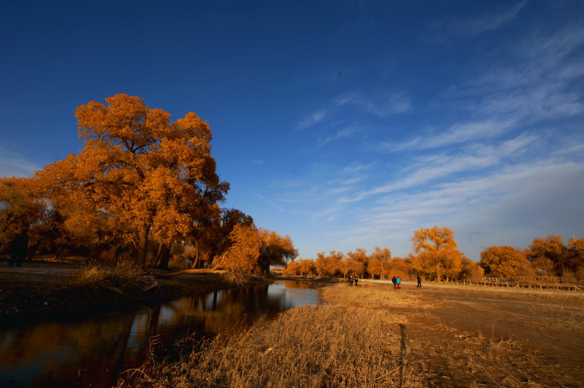 Pictures of Populus euphratica forest in autumn in Inner Mongolia