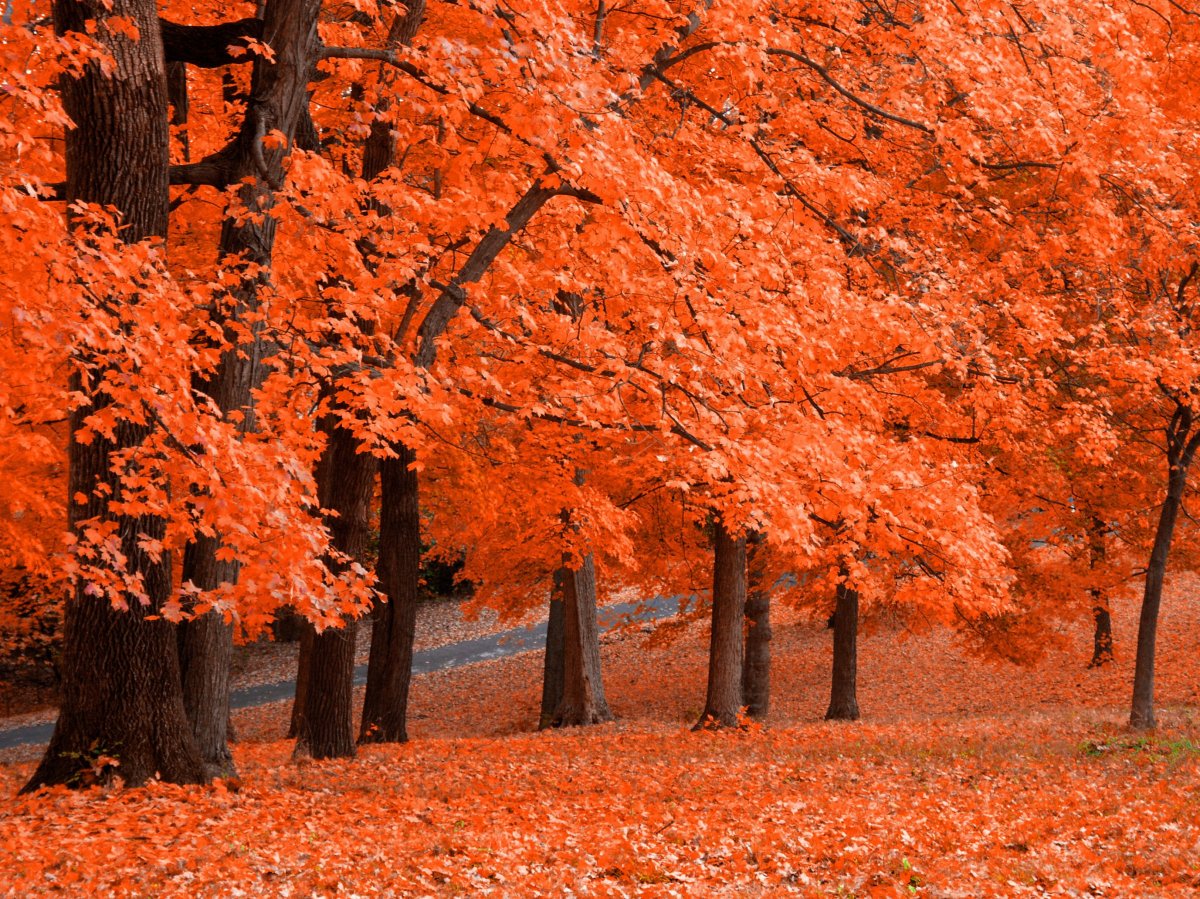 Autumn red maple leaf forest picture
