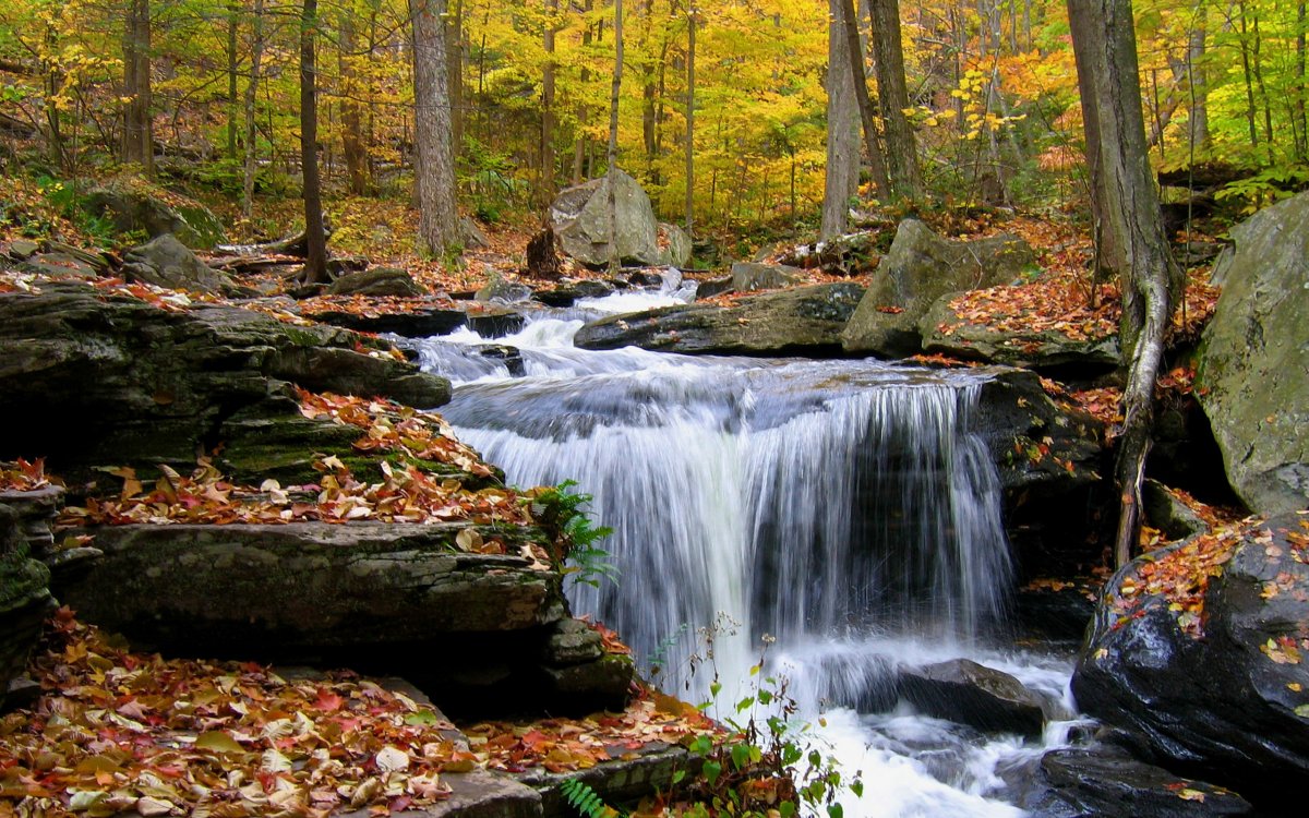 Pictures of small streams in autumn woods