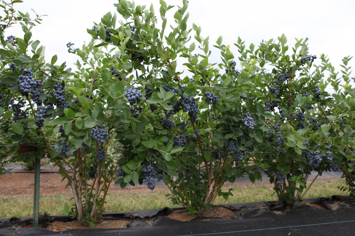 blueberry tree pictures