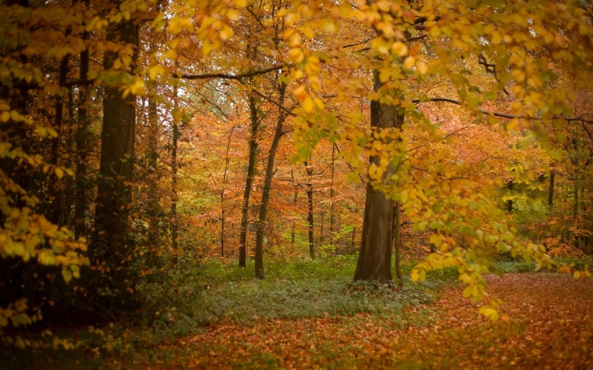 Beautiful autumn forest pictures