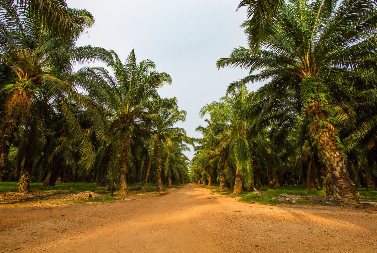 Palm tree plantation pictures