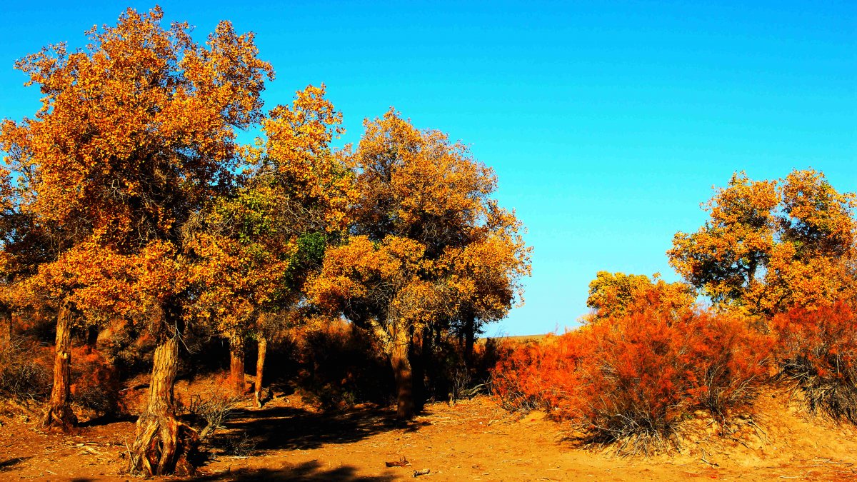 Pictures of Populus euphratica forest in Badao Bridge in autumn