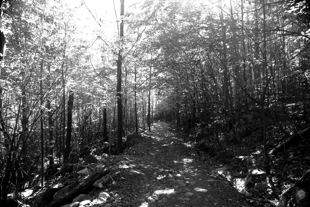 Woods black and white pictures