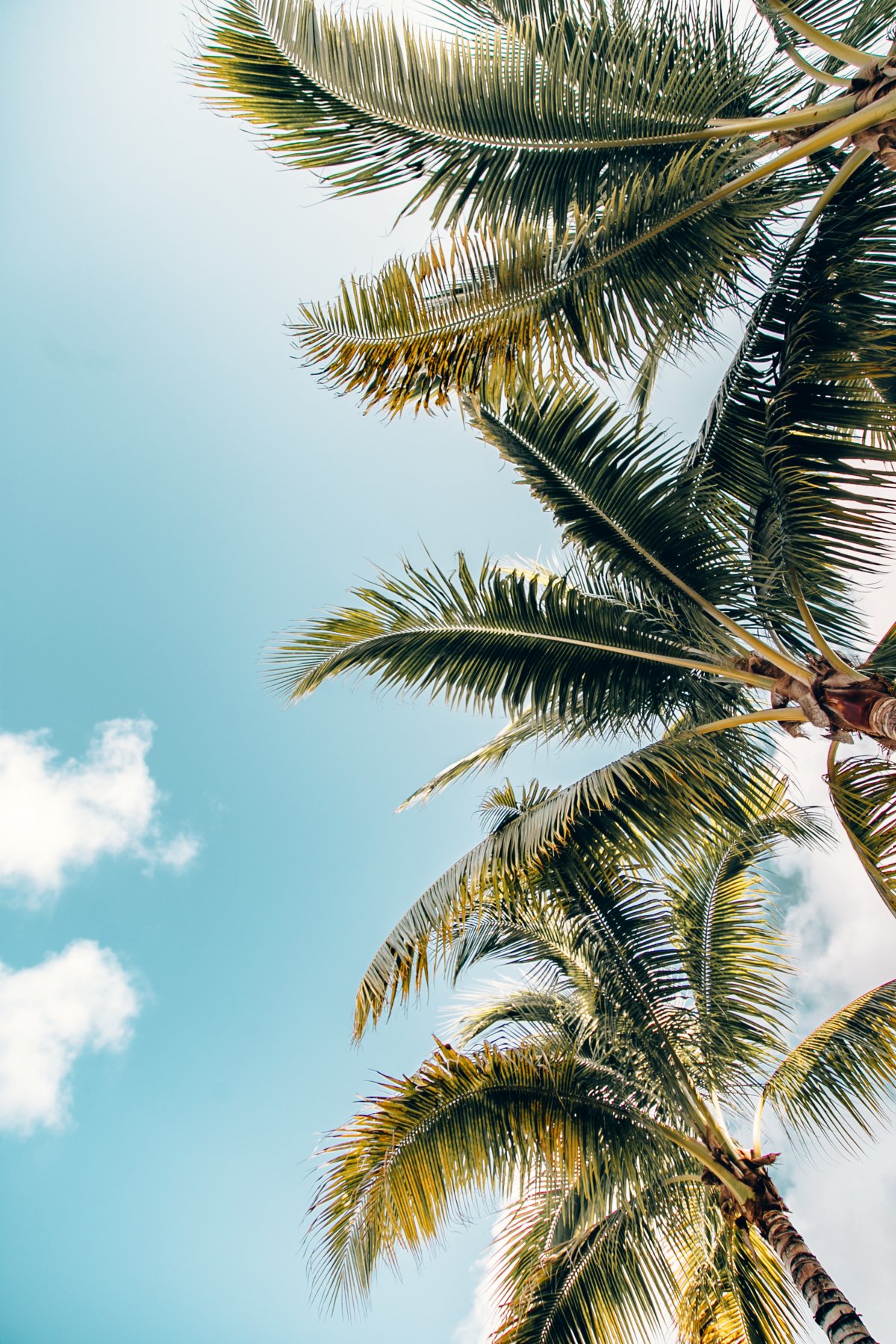 Beautiful pictures of coconut trees with blue sky and white clouds