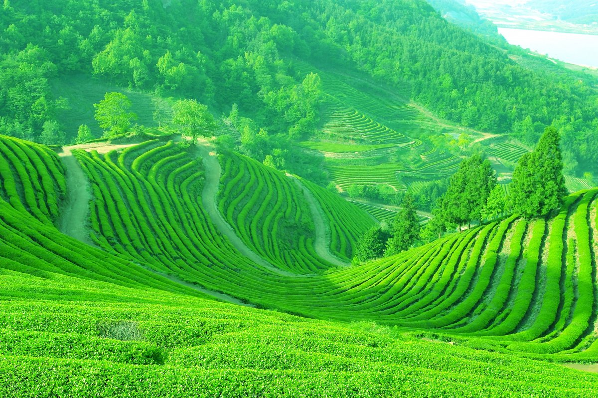 HD green tea mountain pictures