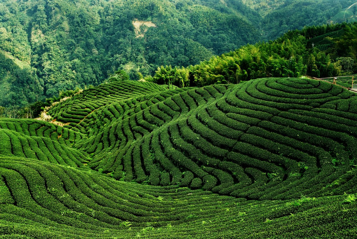 High definition tea mountain scenery pictures