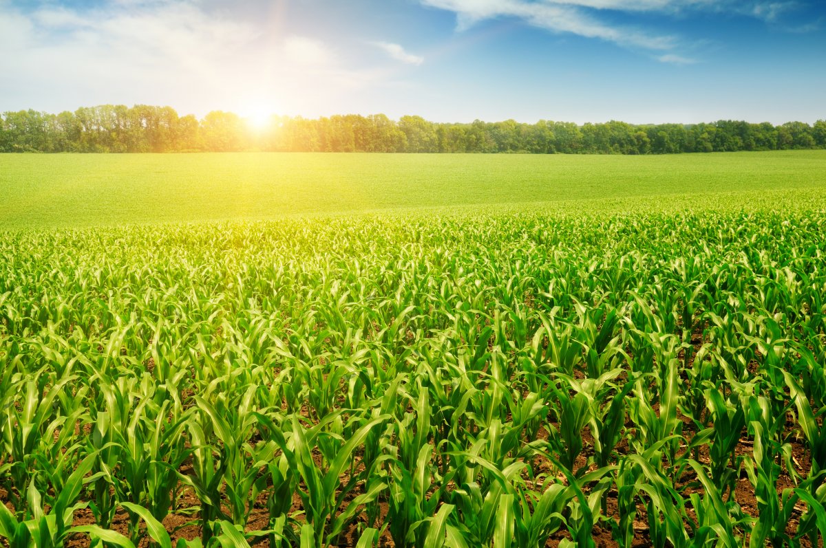 Pictures of crops in sunny woods and cornfields