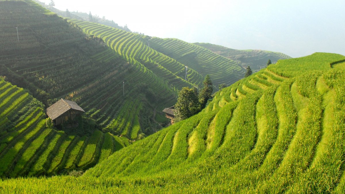 Rice terrace pictures