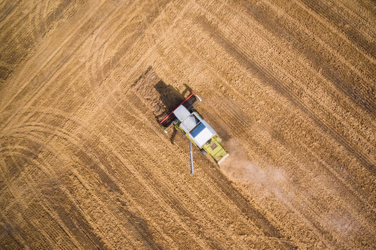 Mechanized wheat field harvest pictures