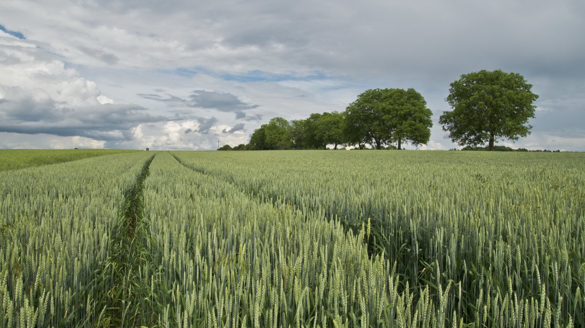 Green countryside wheat field picture