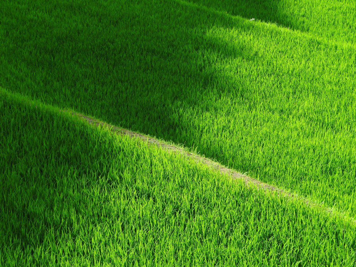 green rice field pictures